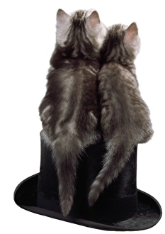 CAT - Tabby kitten, sitting, back view