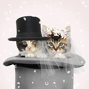 Images Dated 24th July 2009: Cat. Kittens in top hat bride & groom wearing Top Ha