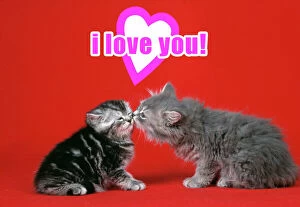 Cat - Kittens kissing under a valentines heart