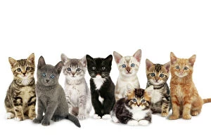 Mixed Colours Collection: Cat - kittens line-up Digital Manipulation: Cats: JD-13392. JD-19530. JD-19878. JD-13867