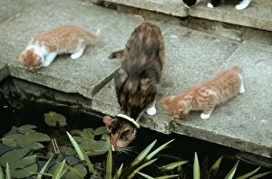 Ginger And White Collection: Cat And Kittens Looking Into Garden Pond