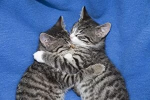 Affectionate Gallery: Cat - two kittens lying together asleep on blanket