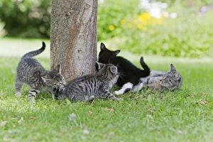 Images Dated 19th July 2011: Cat - three kittens and mother playing in garden - Lower Saxony - Germany