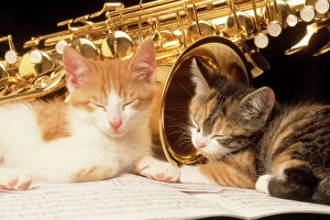 Images Dated 24th March 2011: Cat - kittens with music and saxophone