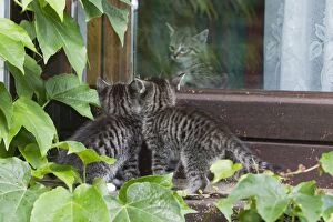 Images Dated 30th June 2011: Cat - two kittens peering at kitten through a glass door - Lower Saxony - Germany