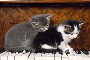 Images Dated 28th April 2008: Cat - kittens on piano