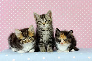 Images Dated 24th July 2009: Cat - Kittens on pink background