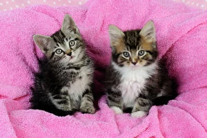 Images Dated 24th July 2009: Cat. Kittens on pink towel