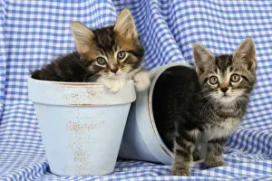 Kitten Prints: Cat. Kittens in plant pots
