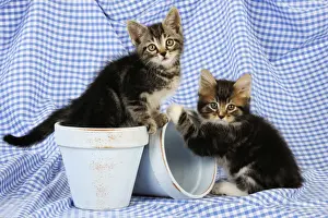 Cat. Kittens in plant pots