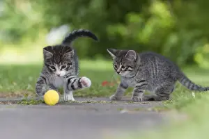 Play Prints: Cat - two kittens playing with ball in garden - Lower Saxony - Germany