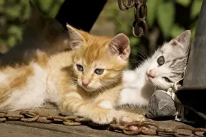 Chain Prints: Cat - Kittens playing in farm courtyard, Saxon village, Romania