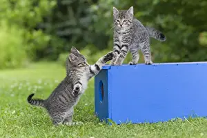 Cat - two kittens playing in garden - Lower Saxony - Germany