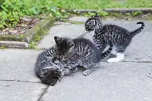 Cat - three kittens playing in garden - Lower Saxony - Germany