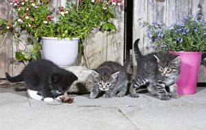 Images Dated 17th June 2011: Cat - three kittens playing in front of garden shed - Lower Saxony - Germany