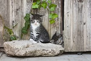 Images Dated 17th June 2011: Cat - two kittens playing in front of garden shed - Lower Saxony - Germany