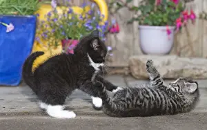 Cat - two kittens playing in front of garden shed - Lower Saxony - Germany
