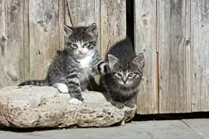 Cat - two kittens playing in front of garden shed - Lower Saxony - Germany