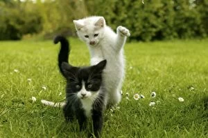 CAT - two kittens playing in the grass