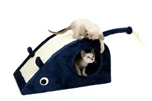 Toys Prints: Cat - Kittens playing with large toy mouse