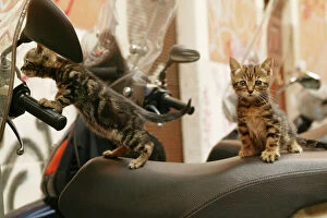 Italy Collection: Cat Kittens playing on scooter Rome, Italy