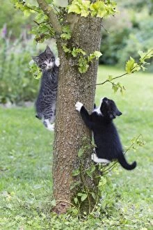Images Dated 1st July 2011: Cat - two kittens playing on tree trunk - Lower Saxony - Germany