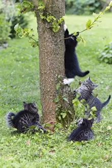 Lawns Prints: Cat - four kittens playing around tree trunk - Lower Saxony - Germany