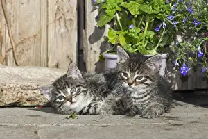 Shed Prints: Cat - two kittens resting in front of garden shed - Lower Saxony - Germany