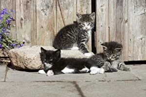 Images Dated 23rd June 2011: Cat - three kittens resting in the sun - in front of garden shed - Lower Saxony - Germany
