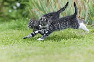 Play Prints: Cat - two kittens running through garden - Lower Saxony - Germany