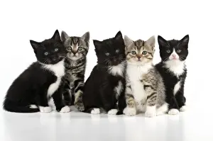 Kitten Prints: CAT. Kittens sitting together