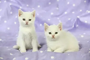 CAT. Kittens sitting together