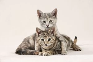 Images Dated 9th November 2011: CAT - Kittens sitting together