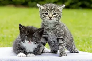 Lawns Prints: Cat - two kittens sitting together - in garden - Lower Saxony - Germany