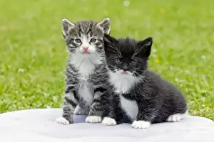 Cat - two kittens sitting together - in garden - Lower Saxony - Germany