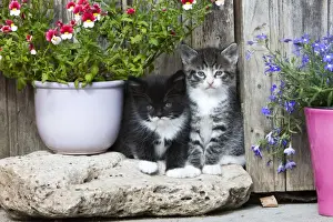 Shed Prints: Cat - two kittens sitting in front of garden shed - Lower Saxony - Germany