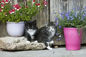 Cat - two kittens sitting in front of garden shed - Lower Saxony - Germany