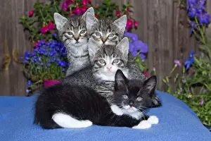 Pots Prints: Cat - four kittens sitting together - outdoors - Lower Saxony - Germany