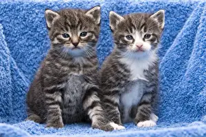 Cat - two kittens sitting together on towel - in garden - Lower Saxony - Germany