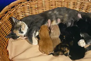 Cat - with kittens suckling