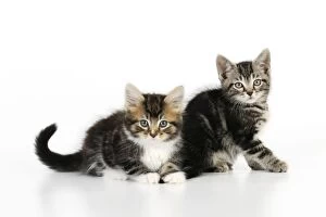 Images Dated 24th July 2009: Cat - Kittens on white background