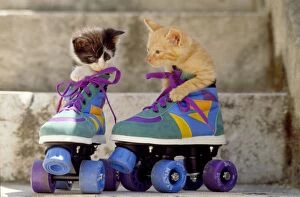2 Gallery: CAT - kittens x two in roller skates