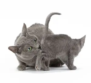 Cat - Korat - adult cleaning / washing kitten in studio