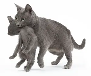 Sequence Prints: Cat - Korat - adult picking up kitten in studio. sequence 3 of 3