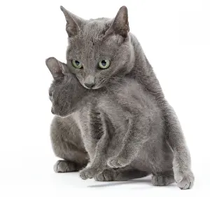 Cat - Korat - adult picking up kitten in studio. Sequence 2 of 3