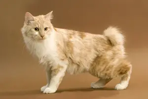 Cat - Kurilian bobtail