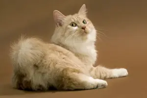 Cat - Kurilian bobtail