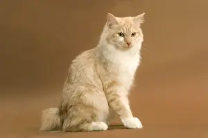 Cat - Kurilian bobtail