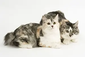 Chat Prints: Cat - Kurilian Bobtail - two in studio