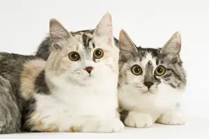 Cat - Kurilian Bobtail - two in studio